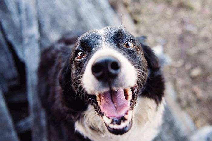 9 Tips for Updating and Repairing Your Gate to Protect Your Dog - ASAP Garage Door and Gate Repair